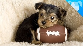 Best Dog Breeds to Watch Sports With! by Best Breed Ever 100,822 views 9 years ago 1 minute, 53 seconds