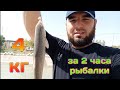 Рыбалка в Узбекистане. Ловля Маринки на Опарыш в Ташкенте