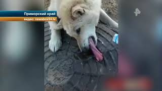 В Приморье спасли собаку, лизнувшую люк на морозе В Приморье спасли собаку, лизнувшую люк на морозе