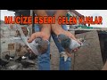 MUCİZE ESERI GELEN 2 GÜVERCİN