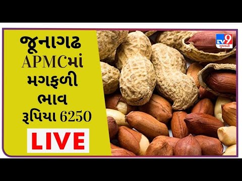 જૂનાગઢના ( માંગરોળ) APMCમાં મગફળીના મહત્તમ ભાવ રૂપિયા. 6250 રહ્યા, જાણો જુદા જુદા પાકના ભાવ |tv9news