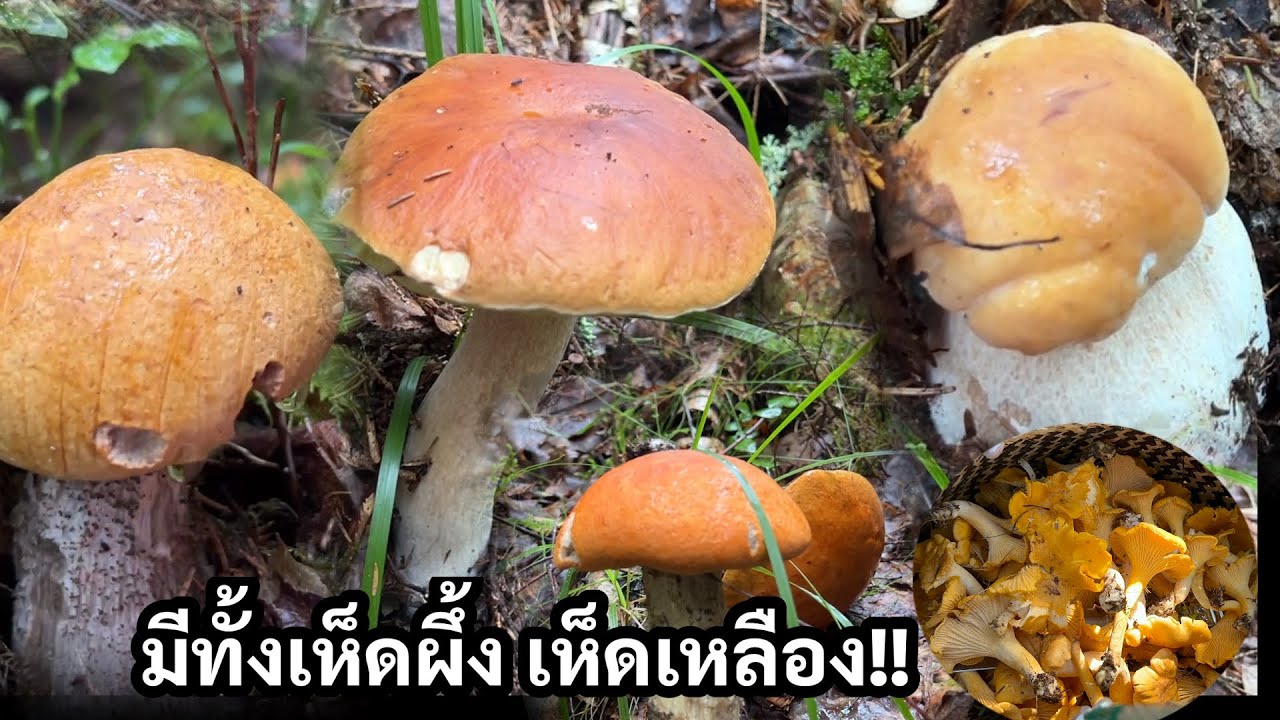 Ep26มาป่าใหม่ ไม่คิดว่าจะเจอ หมานมากๆ‼️แปปเดียวเต็มตระกร้า ผึ้งหวาน กำลังเริ่มออก เห็ดผึ้งขาลาย#เห็ด