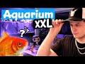 JE FAIS UN AQUARIUM XXL POUR POISSON ROUGE ! – EUBLEPHARIS