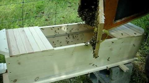 Installing bees in a top bar hive