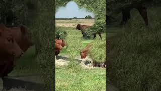 Celebrity ⭕ BEEFMASTER Cattle ✅ Biggest Bulls And Cow Profile