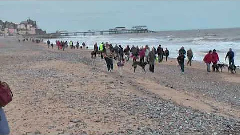 Greyhounds at Cromer