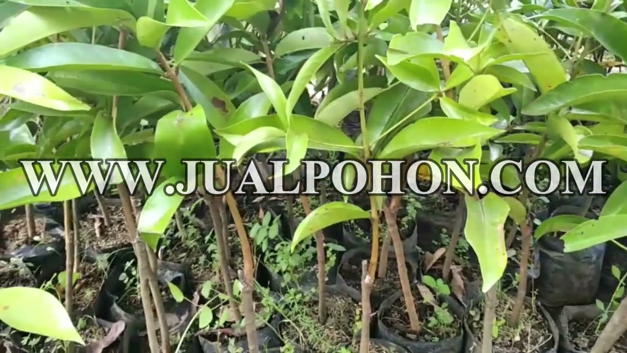Bibit Pohon Jambu Jamaika Stok Banyak Siap Diorder