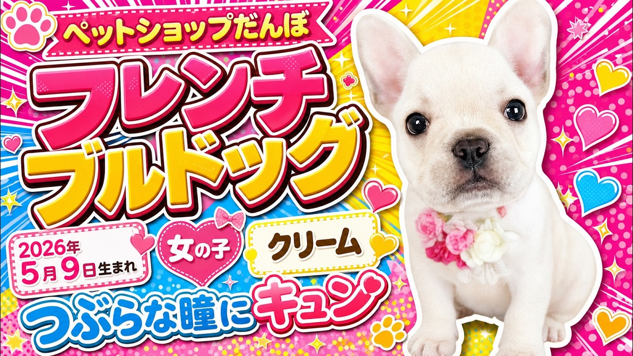 つぶらな瞳にキュン！クリームのフレンチブルドッグちゃん - YouTube