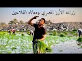 زراعه الارز المصري فائق الجوده ومعاناه الفلاحين 