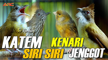 KAPAS TEMBAK GACOR - SIRI SIRI - CUCAK JENGGOT - KENARI