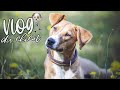 VLOG DE MA CHIENNE : éducation, entrainement agility & soins