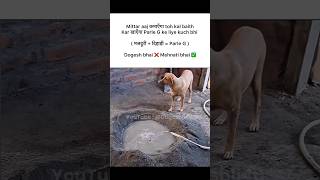 Parle G ke liye kuch bhi 😂🤣 #funnyshorts #funnymemes #tweetreels #shortsfeed #dogeshbhai #dog #cat