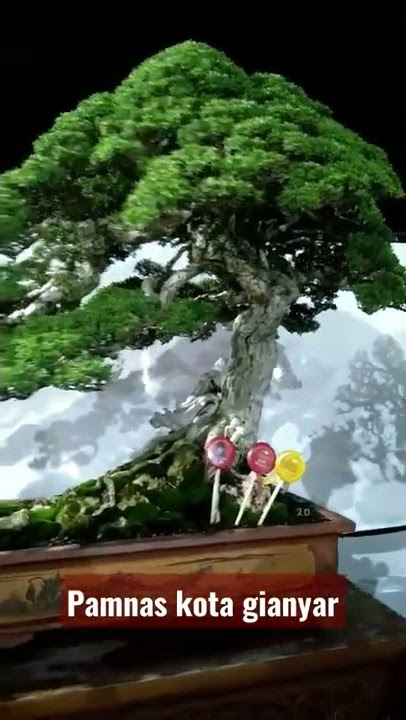 Bonsai kelas bintang