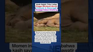 Mother Elephant Panicked, Turns Out Her Baby Was Just Sleeping Soundly
