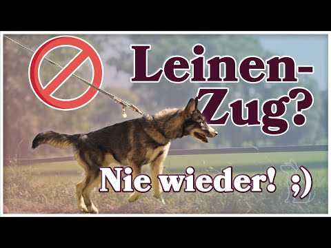 Video: 13 Hysterische Animationen, die das Leben einer Hundeperson genau erfassen