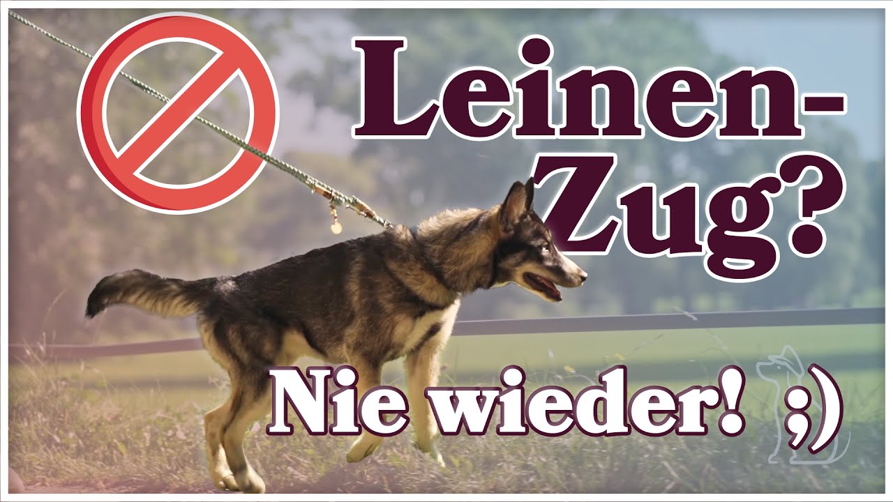 Leinenführung trainieren ► Schritt für Schritt erklärt - So lernt dein Hund es GARANTIERT