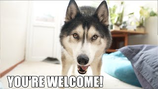 Snarky Husky Says You’re Welcome And Oh Well! by Jodie Boo 27,400 views 3 weeks ago 19 minutes