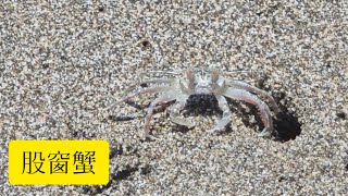 股窗蟹