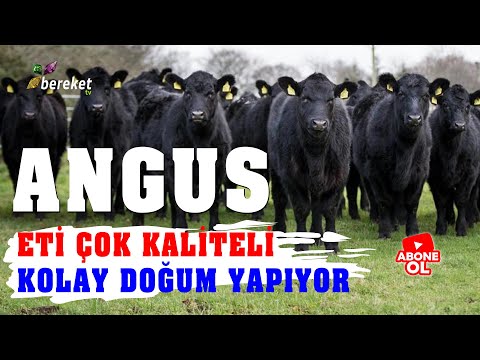 Hayvan Irkları - Boynuzsuz Angus