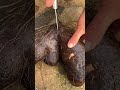 splitting sweet potatoes