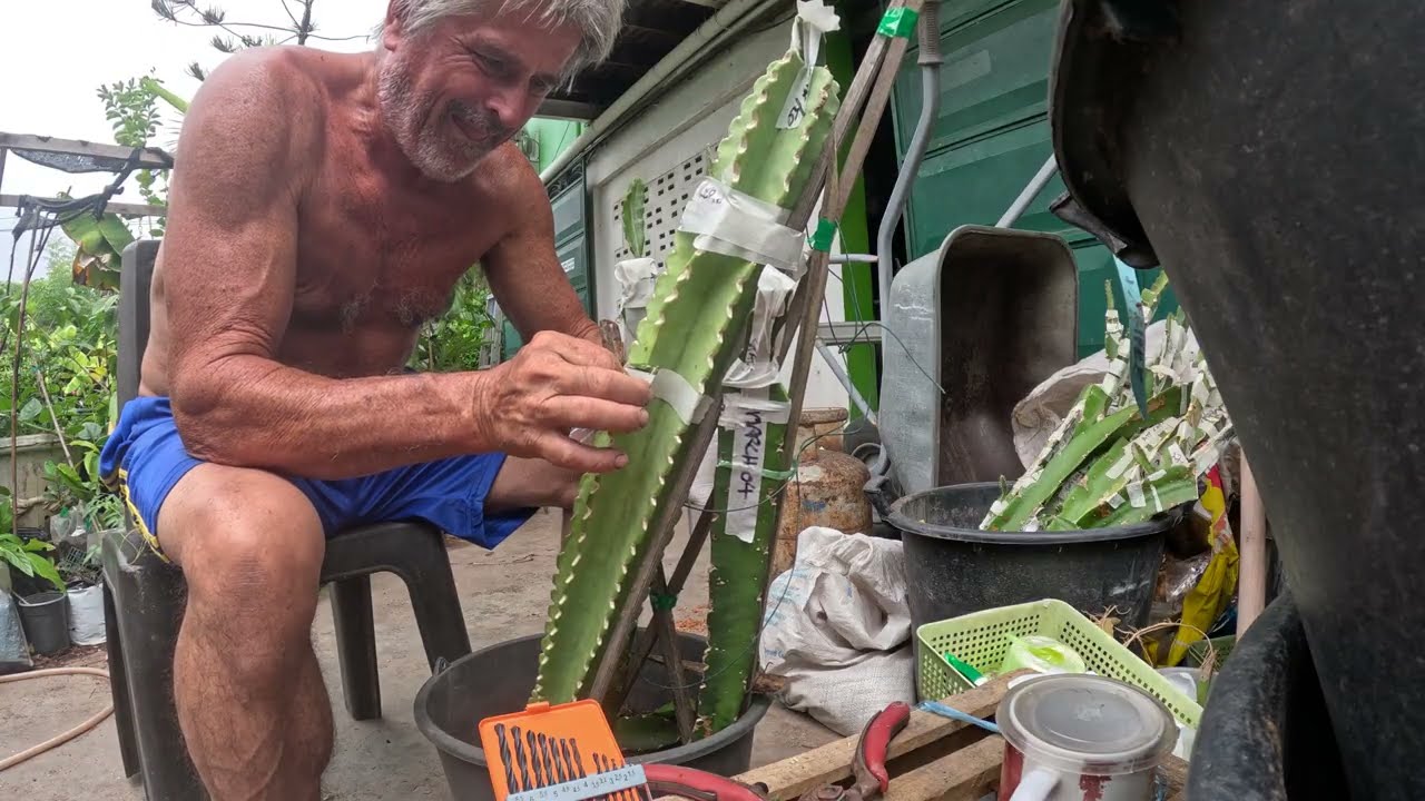 IMPROVED RARE Grafting! Red Swirl Chimers Side Entry into a TOWERING Antilles Prickly apple cactus!