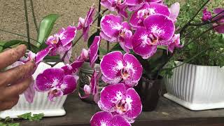 Como fazer para as orquídeas darem flores - thptnganamst.edu.vn