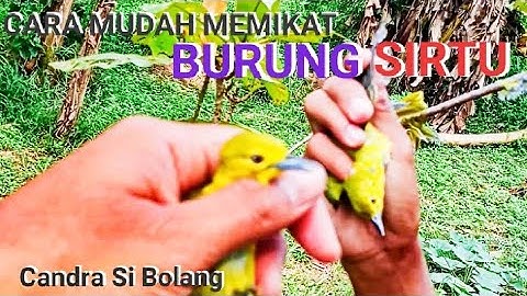 Cara Memikat burung sirtu Paling Ampuh Langsung Dapat Banyak