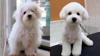 Same dog?!/bichonfrise,doggrooming,dog