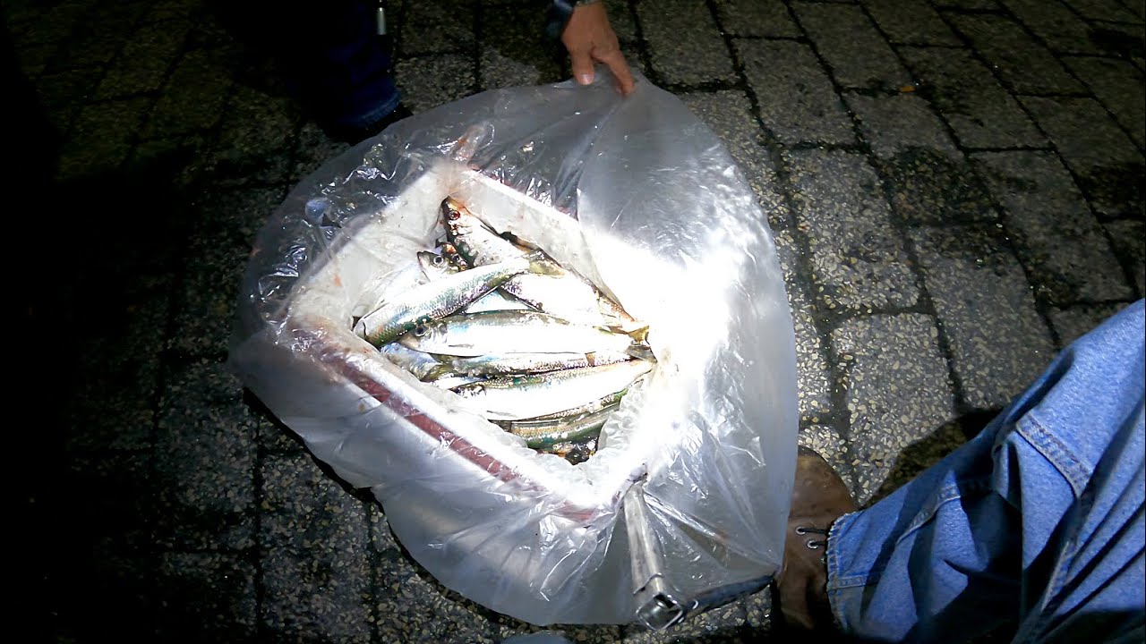 Herring Fishing PICKING PIER HERRINGS Queens to Brooklyn NYC, NY
