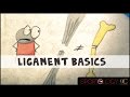 Ligament Basics - Science Explained
