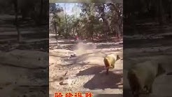 78 Gambar Babi Balap Lucu HD 78 Gambar Babi Balap Lucu HD