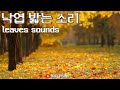 자연의 소리 ASMR | 낙엽 밟는 소리 나뭇잎 바람 소리 | 8시간 연속 재생