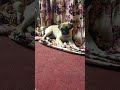 When the day just started, but you're already sleepy..#pug #cute #animal #funny #comedy #entertain