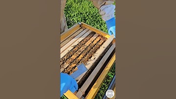 Queen Bee Spotted on Drone Frame | Brood Box Inspection 🐝👑 #bee #beekeeping #beekeeper #honeybee
