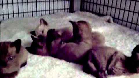 Video 1454591: tonkinese kitten, kitten playing
