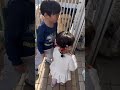 ワンちゃんにエサあげたいけど大きくて少しビビる#shorts