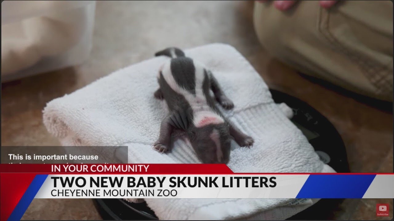CMZoo welcomes two cute litters of baby skunks