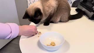 Offering chicken to Siamese, Ragdoll and Russian Blue cats by CLNA Cats 192 views 3 months ago 2 minutes, 11 seconds