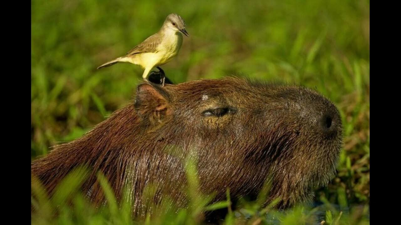 Животные которые обитают на болоте. Обитающие на болотах пресмыкающиеся. Млекопитающие болот. Выдра и ондатра. Обитатели болот животные.