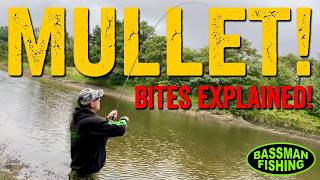 MULLET FISHING - THE BITES EXPLAINED!