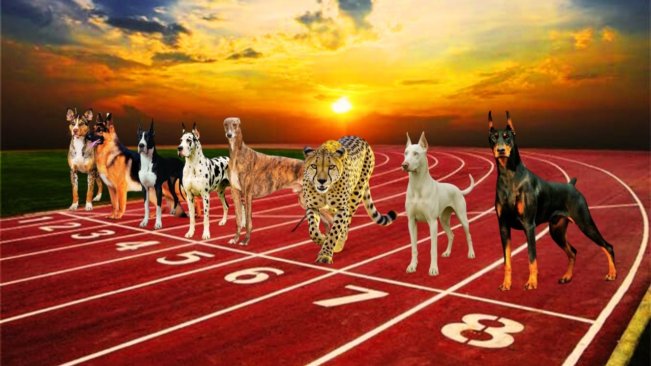 Top 10 Fastest Dog Breeds | Can They Beat a Cheetah?