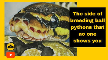 The side of breeding ball pythons no one shows you. No more black axanthic for the year