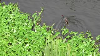 Catching Up Mini Moorhen Ii