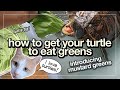 Turtle Care: How to Get Your Pet to Eat Greens with Mustard Greens