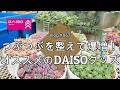 【Vlog866】【多肉植物】つぶつぶを整えて爆増!オススメのDAISOグッズ【挿し木・葉挿し】
