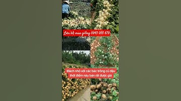 Hạt giống củ đậu ngọt cao sản #hạtgiống #củđậu #củsắn #cusan