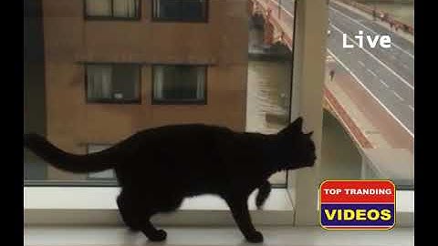 Cat Plays with Window Washer