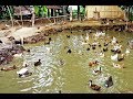 Duck Farming (documentary)| Modern Farming Methods in the Philippines
