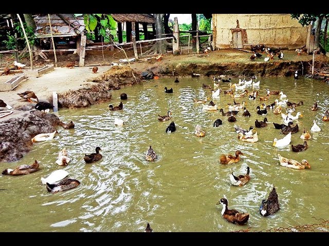 
 Modern Farming Methods in the Philippines