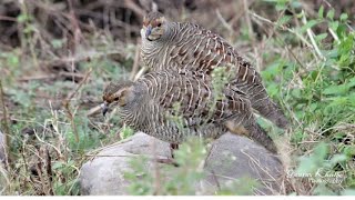 Grey Francolin or Partridge makes soft clucking call grey partridge screenshot 5